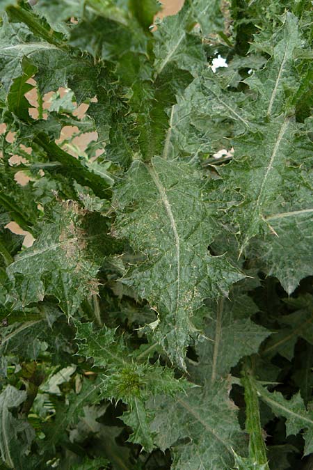 Carduus pycnocephalus \ Kn�uelk�pfige Distel / Plymouth Thistle, D Mannheim 4.5.2024