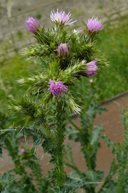 Carduus pycnocephalus \ Kn�uelk�pfige Distel / Plymouth Thistle, D Mannheim 4.5.2024