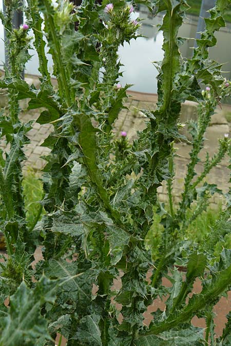 Carduus pycnocephalus \ Kn�uelk�pfige Distel / Plymouth Thistle, D Mannheim 4.5.2024