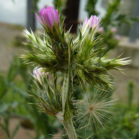 Carduus pycnocephalus \ Kn�uelk�pfige Distel / Plymouth Thistle, D Mannheim 4.5.2024