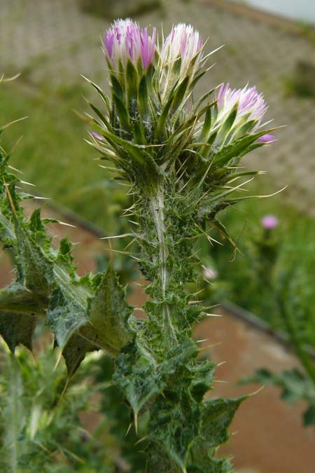 Carduus pycnocephalus \ Kn�uelk�pfige Distel / Plymouth Thistle, D Mannheim 4.5.2024