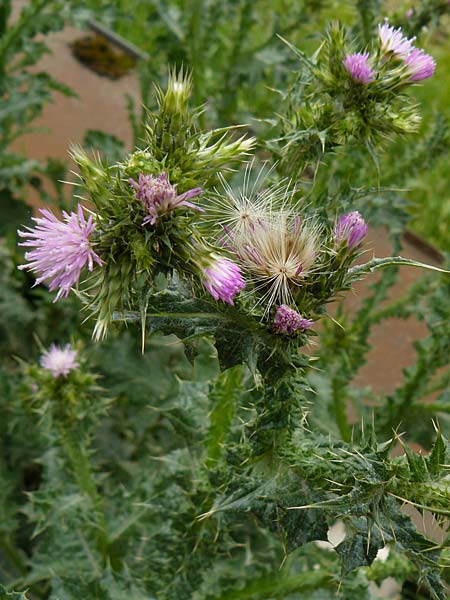 Carduus pycnocephalus \ Kn�uelk�pfige Distel / Plymouth Thistle, D Mannheim 4.5.2024