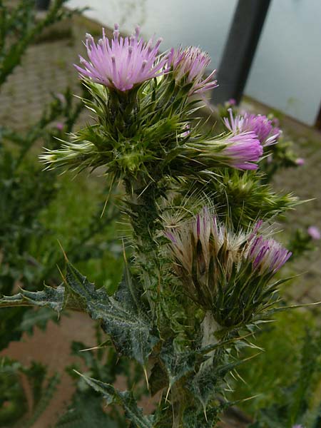 Carduus pycnocephalus \ Kn�uelk�pfige Distel / Plymouth Thistle, D Mannheim 4.5.2024