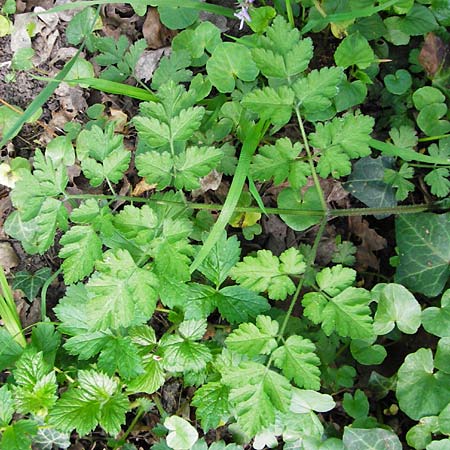 Chaerophyllum temulum \ Hecken-K�lberkropf, Taumel-K�lberkropf / Rough Chervil, D Gernsheim 17.4.2015