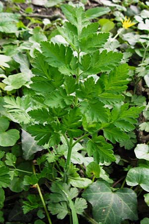 Chaerophyllum temulum \ Hecken-K�lberkropf, Taumel-K�lberkropf / Rough Chervil, D Gernsheim 17.4.2015