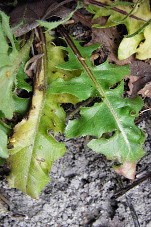 Crepis taraxicifolia \ L�wenzahnbl�ttriger Pippau / Beaked Hawk's-Beard, D &Ouml;stringen-Eichelberg 30.4.2015