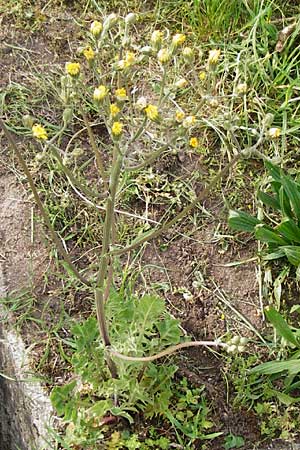 Crepis taraxicifolia \ L�wenzahnbl�ttriger Pippau / Beaked Hawk's-Beard, D &Ouml;stringen-Eichelberg 5.5.2015
