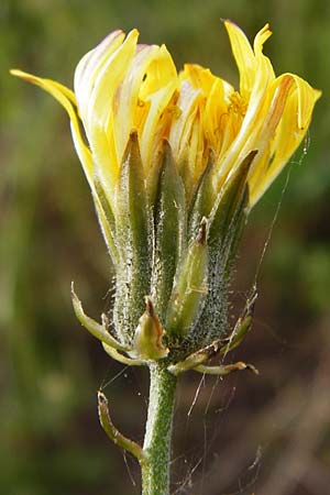 Crepis taraxicifolia \ L�wenzahnbl�ttriger Pippau / Beaked Hawk's-Beard, D &Ouml;stringen-Eichelberg 5.5.2015