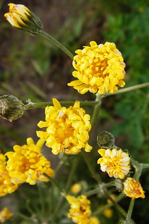 Crepis taraxicifolia \ L�wenzahnbl�ttriger Pippau / Beaked Hawk's-Beard, D &Ouml;stringen-Eichelberg 5.5.2015