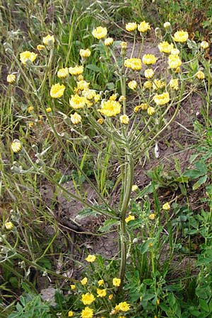Crepis taraxicifolia \ L�wenzahnbl�ttriger Pippau / Beaked Hawk's-Beard, D &Ouml;stringen-Eichelberg 5.5.2015
