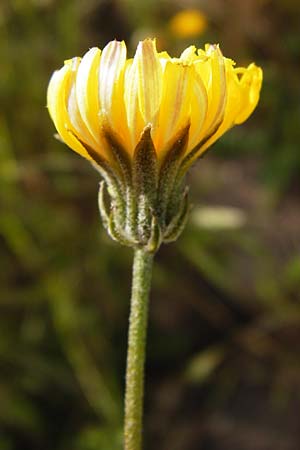Crepis taraxicifolia \ L�wenzahnbl�ttriger Pippau / Beaked Hawk's-Beard, D &Ouml;stringen-Eichelberg 5.5.2015