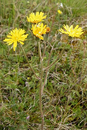 Crepis taraxicifolia \ L�wenzahnbl�ttriger Pippau / Beaked Hawk's-Beard, D Gerolzhofen-Sulzheim 9.5.2015