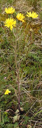 Crepis taraxicifolia \ L�wenzahnbl�ttriger Pippau / Beaked Hawk's-Beard, D Gerolzhofen-Sulzheim 9.5.2015