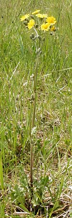 Crepis taraxicifolia \ L�wenzahnbl�ttriger Pippau / Beaked Hawk's-Beard, D Gerolzhofen-Sulzheim 9.5.2015