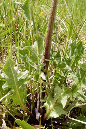 Crepis taraxicifolia \ L�wenzahnbl�ttriger Pippau / Beaked Hawk's-Beard, D Gerolzhofen-Sulzheim 9.5.2015