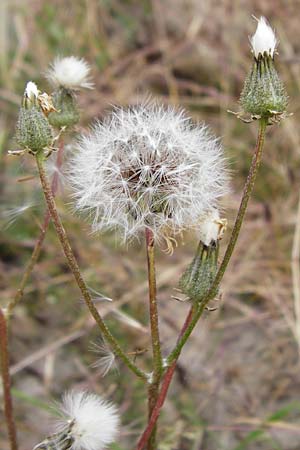 Crepis taraxicifolia \ L�wenzahnbl�ttriger Pippau / Beaked Hawk's-Beard, D &Ouml;stringen-Eichelberg 25.5.2015