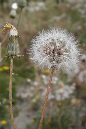 Crepis taraxicifolia \ L�wenzahnbl�ttriger Pippau / Beaked Hawk's-Beard, D &Ouml;stringen-Eichelberg 25.5.2015