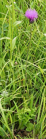 Cirsium tuberosum \ Knollige Kratzdistel, Knollen-Kratzdistel / Tuberous Thistle, D Grettstadt 18.7.2015
