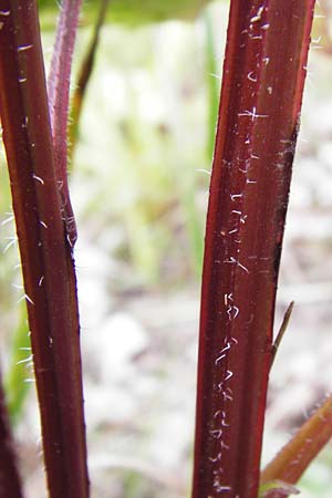 Campanula trachelium \ Nesselbl�ttrige Glockenblume / Nettle-Leaved Bellflower, D Weinheim an der Bergstra&szlig;e 20.7.2015