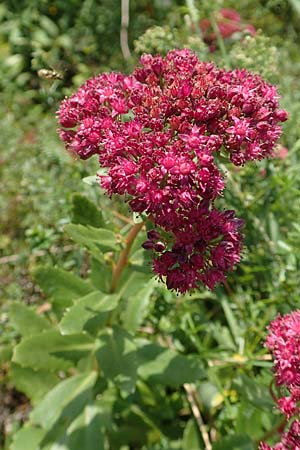 Hylotelephium vulgare \ Berg-Waldfetthenne / Mountain Witch's Moneybags, D Runkel an der Lahn 22.8.2015