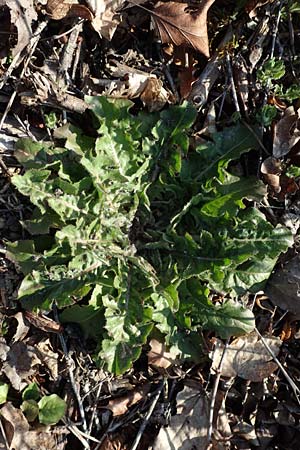Crepis taraxicifolia \ L�wenzahnbl�ttriger Pippau / Beaked Hawk's-Beard, D &Ouml;stringen-Eichelberg 18.3.2016