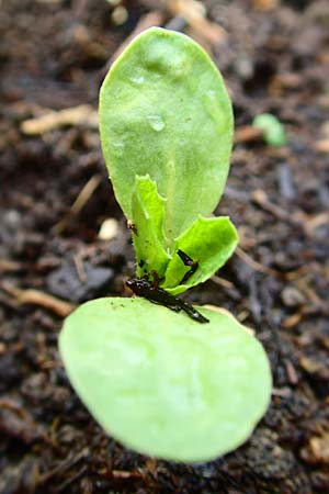 Carthamus tinctorius \ F�rberdistel, Saflor / Safflower, D Mannheim 5.6.2016