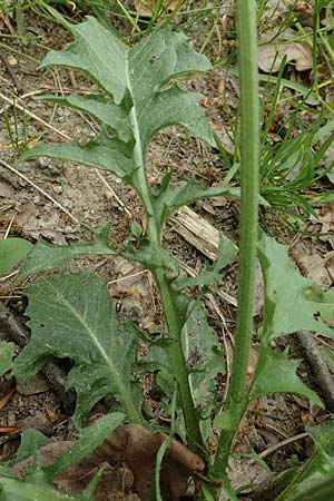 Crepis taraxicifolia \ L�wenzahnbl�ttriger Pippau / Beaked Hawk's-Beard, D Oberlaudenbach 28.4.2018