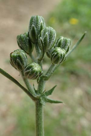 Crepis taraxicifolia \ L�wenzahnbl�ttriger Pippau / Beaked Hawk's-Beard, D Oberlaudenbach 28.4.2018