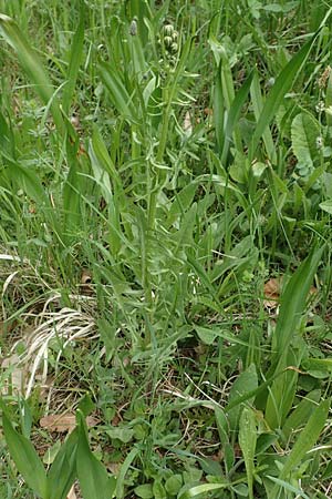 Crepis taraxicifolia \ L�wenzahnbl�ttriger Pippau / Beaked Hawk's-Beard, D Oberlaudenbach 28.4.2018