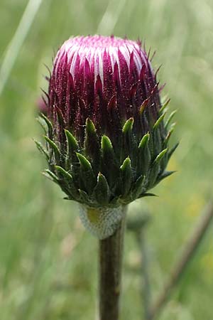 Cirsium tuberosum \ Knollige Kratzdistel, Knollen-Kratzdistel / Tuberous Thistle, D Gro&szlig;-Gerau 28.5.2018