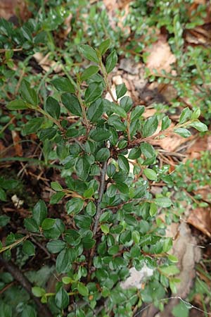 Cotoneaster divaricatus \ Sparrige Zwergmispel, Gl�nzende Zwergmispel / Spreading Cotoneaster, D Seeheim an der Bergstra&szlig;e 12.6.2019