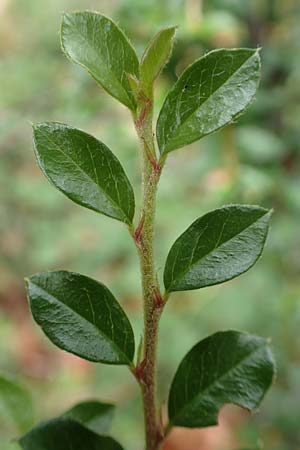 Cotoneaster divaricatus \ Sparrige Zwergmispel, Gl�nzende Zwergmispel / Spreading Cotoneaster, D Seeheim an der Bergstra&szlig;e 12.6.2019