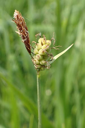 Carex tomentosa, Filz-Segge