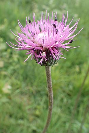 Cirsium tuberosum \ Knollige Kratzdistel, Knollen-Kratzdistel / Tuberous Thistle, D Neuleiningen 15.6.2020