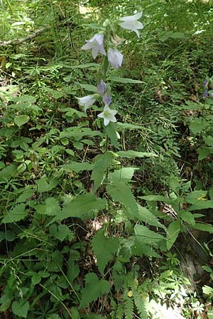 Campanula trachelium \ Nesselbl�ttrige Glockenblume / Nettle-Leaved Bellflower, D Ehrenberg-Seiferts 30.7.2020