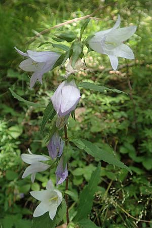 Campanula trachelium \ Nesselbl�ttrige Glockenblume / Nettle-Leaved Bellflower, D Ehrenberg-Seiferts 30.7.2020
