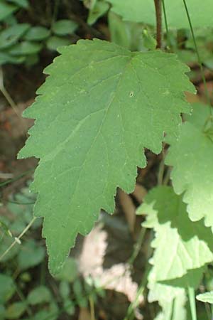 Campanula trachelium \ Nesselbl�ttrige Glockenblume / Nettle-Leaved Bellflower, D Ehrenberg-Seiferts 30.7.2020