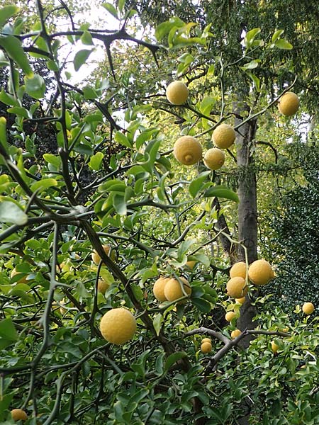 Citrus trifoliata \ Bitterorange, Dreiblatt-Zitrone / Japanese Bitter Orange, Trifoliate Orange, D Weinheim an der Bergstra&szlig;e, Schlosspark 22.10.2020