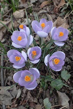 Crocus vernus s.l., Fr&uuml;hlings-Krokus