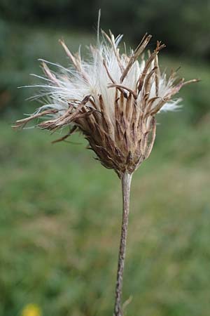 Cirsium tuberosum \ Knollige Kratzdistel, Knollen-Kratzdistel / Tuberous Thistle, D Neuleiningen 26.8.2021