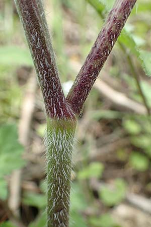 Chaerophyllum temulum \ Hecken-K�lberkropf, Taumel-K�lberkropf / Rough Chervil, D Bensheim 29.4.2022