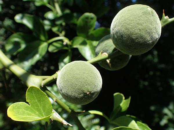 Citrus trifoliata \ Bitterorange, Dreiblatt-Zitrone / Japanese Bitter Orange, Trifoliate Orange, D Weinheim an der Bergstra&szlig;e, Schlosspark 16.6.2022