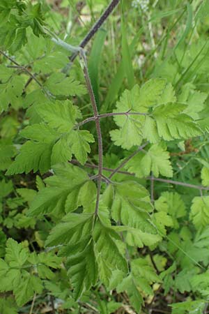 Chaerophyllum temulum \ Hecken-K�lberkropf, Taumel-K�lberkropf / Rough Chervil, D H&ouml;pfingen 20.5.2023