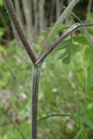 Chaerophyllum temulum \ Hecken-K�lberkropf, Taumel-K�lberkropf / Rough Chervil, D H&ouml;pfingen 20.5.2023