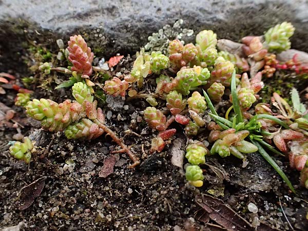 Crassula tillaea ? \ Moos-Dickblatt / Moss Pygmyweed, Mossy Stronecrop, D Frankfurt 4.3.2025