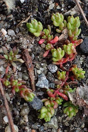 Crassula tillaea \ Moos-Dickblatt / Moss Pygmyweed, Mossy Stronecrop, D Frankfurt 4.3.2025