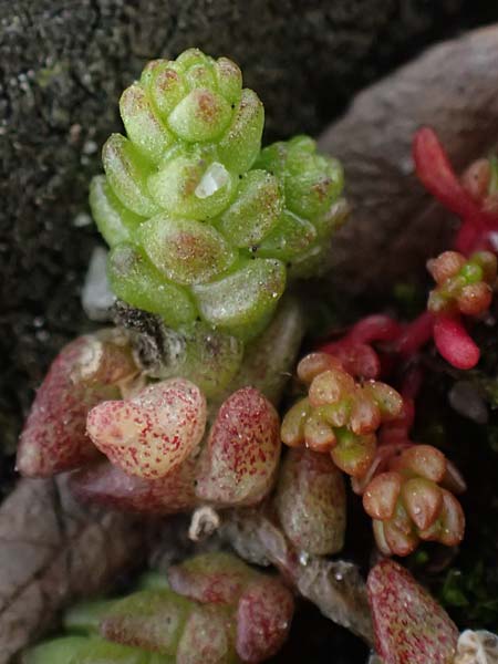 Crassula tillaea ? \ Moos-Dickblatt / Moss Pygmyweed, Mossy Stronecrop, D Frankfurt 4.3.2025