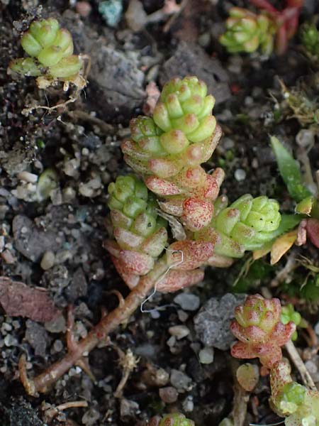 Crassula tillaea ? \ Moos-Dickblatt / Moss Pygmyweed, Mossy Stronecrop, D Frankfurt 4.3.2025