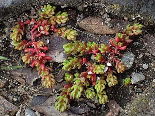 Crassula tillaea \ Moos-Dickblatt / Moss Pygmyweed, Mossy Stronecrop, D Frankfurt 4.3.2025