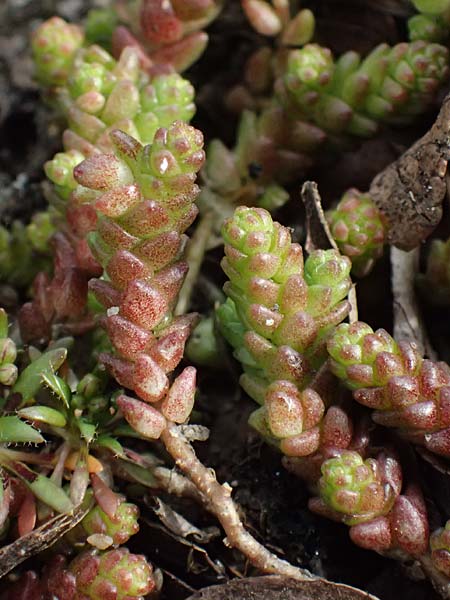 Crassula tillaea ? \ Moos-Dickblatt / Moss Pygmyweed, Mossy Stronecrop, D Frankfurt 4.3.2025
